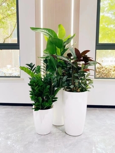 宁波北仑盆景租赁，为空间增添别样绿色风情